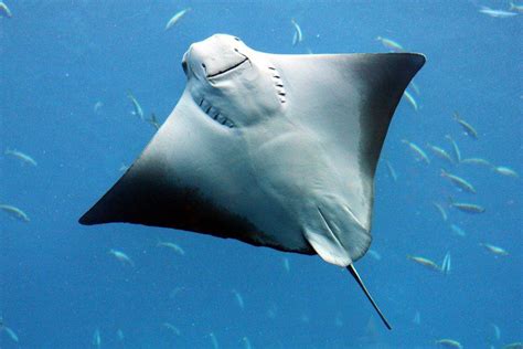 Stingray - A-Z Animals