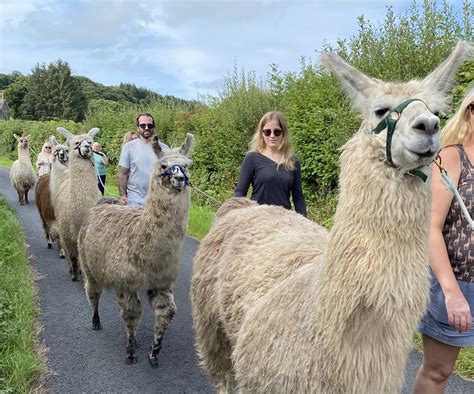 Llama Trekking - Wellwild