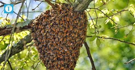 Understanding honey bees during swarm season - The Owensboro Times