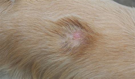 Effective Home Remedies for Ringworm in Dogs