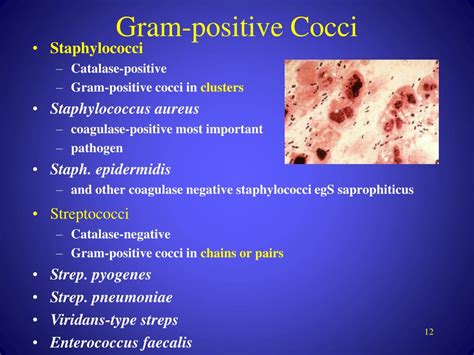 PPT - GRAM POSITIVE & GRAM NEGATIVE BACTERIA PowerPoint Presentation ...