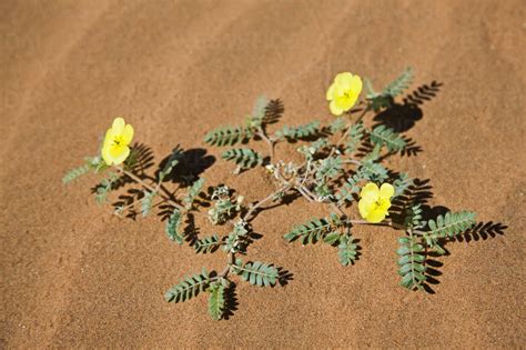 Africa, Namibia, Namib Desert, Morning star flowers (Carex grayi ...