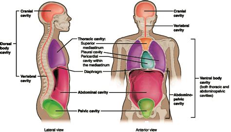 Study Materials – Dorsal and Ventral Body Cavities – Anatomy