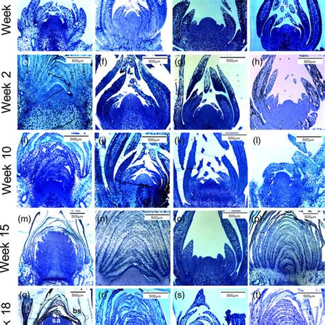 Progression of apical bud formation across 22 weeks of development in ...