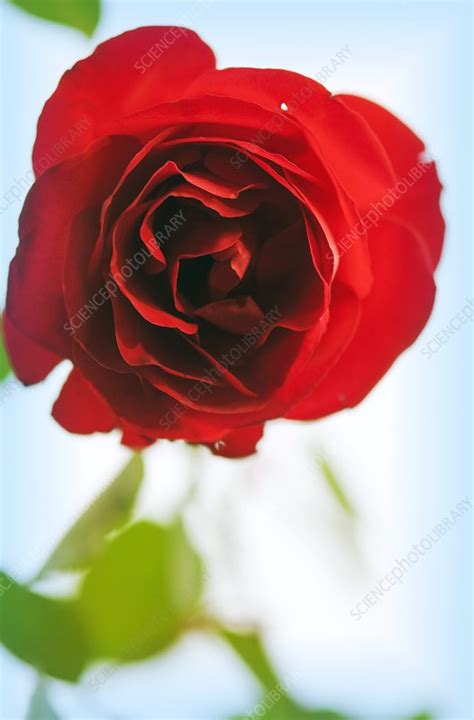 Rose (Rosa hybrid) - Stock Image - C020/7110 - Science Photo Library