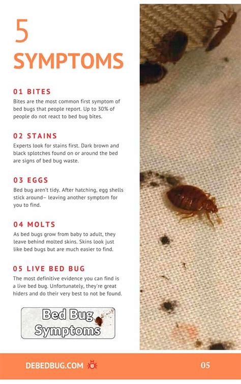 5 Common Signs Of Bed Bugs Signs Of Bed Bugs Bed Bugs Bed Bug Bites ...