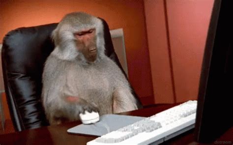 Monkey Pc GIF - Monkey Pc Internet - Discover & Share GIFs