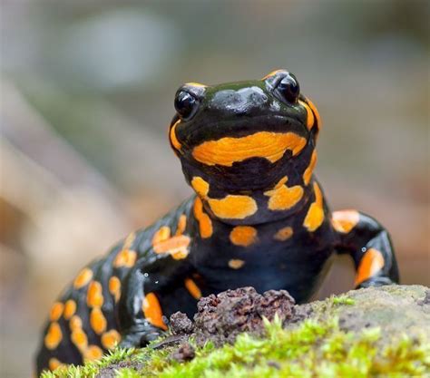 Fire Salamander, M | Salamander, Cute reptiles, Reptiles and amphibians