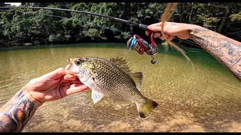 Jungle Perch Fishing Far North Queensland - YouTube