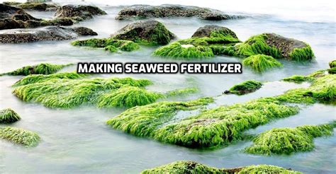 How to Make Seaweed Fertilizer, Benefits | Agri Farming