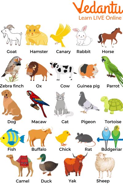 Pet Animals Names: A Fun and Educational List for Kids