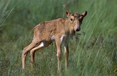 The Saiga Antelope - SNSH