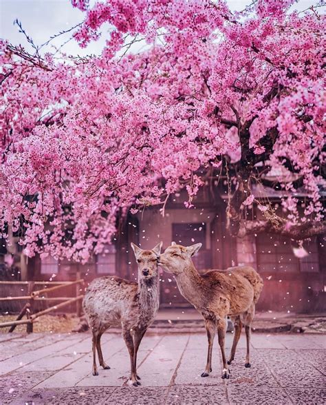 Deers In Nara Park Relax Amid Sakuras, End Up Stealing Spotlight In Pre ...