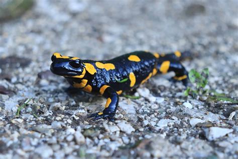 Black and Yellow Salamander: What Is It Called and Is It Dangerous? - A ...