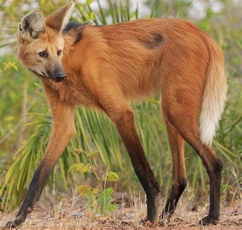 Meet The Maned Wolf - The Largest Canid In South America