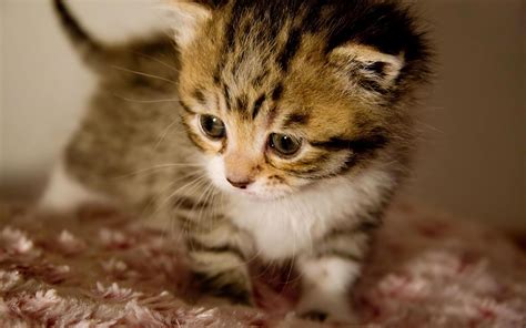 Cute Baby Animal Wallpapers Free Download