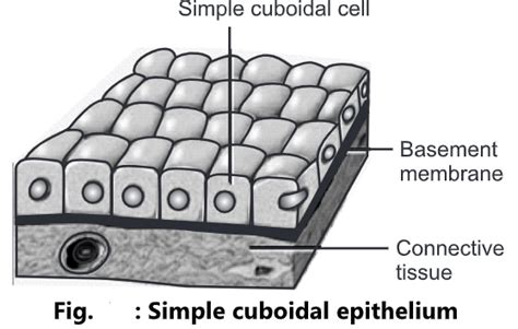 Epithelial Tissue: Types, Structure and Function - Biology Ease