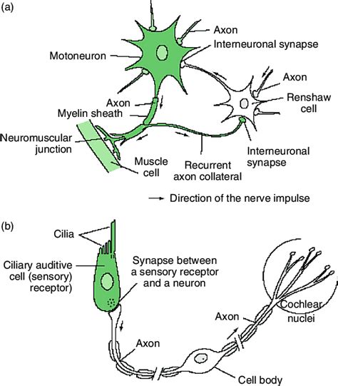 1 Types of cells connected by chemical synapses. | Download Scientific ...