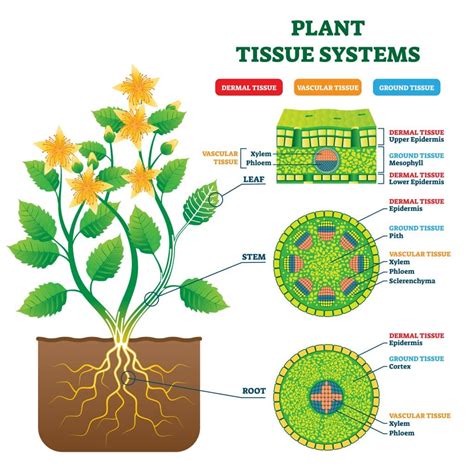 Section 5: Roots, Stems, and Leaves | Nitty Gritty Science