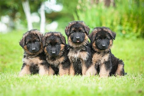 Are German Shepherd Puppies Skiddish