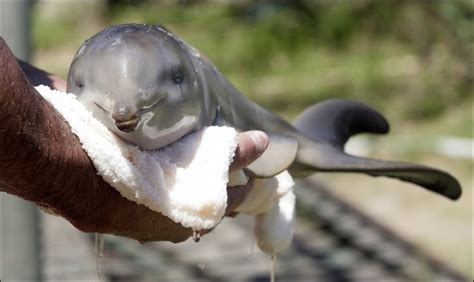 Just like home: Adorable baby dolphin rescued and hospitalised