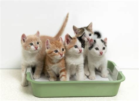 Why Multiple Cats Need Multiple Litter Boxes | petMD