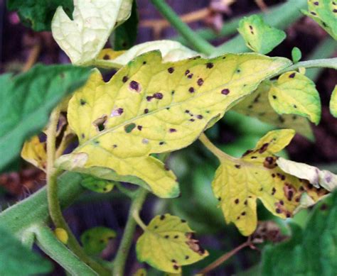 10 Common Tomato Plant Diseases That Can Wreck Your Crop