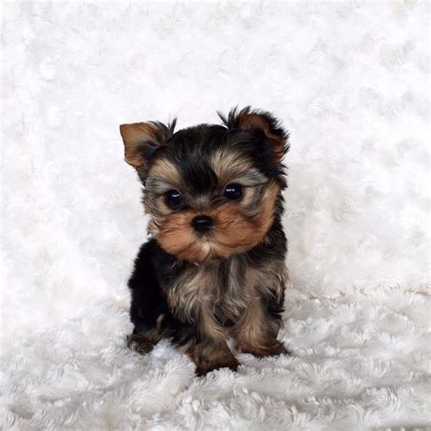 Cute Tiny Teacup Yorkie Puppies For Sale Near Me - l2sanpiero