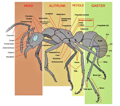 Little black ants in Round Rock, Texas | Bugs In The News