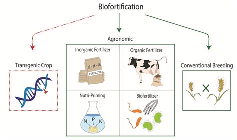 Agronomy | Free Full-Text | Benefits and Limitations of Non-Transgenic ...