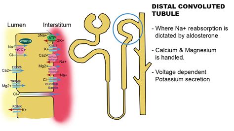 Distal Convoluted Tubule Model