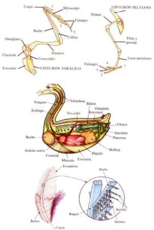 Anatomía de las Aves | La guía de Biología