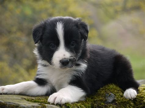 Border Collie puppies. | Keswick, Cumbria | Pets4Homes