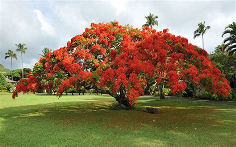 ROYAL POINCIANA TREE FOR SALE NORTH FORT MYERS