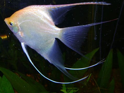 Angelfish