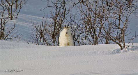 Winter Wildlife | Discover Valdez