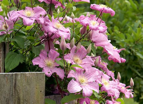 Flowering Vines for Your Arbor | Garden Gate