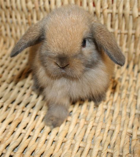 Holland Lop Rabbits Babies - FOR SALE | USA Rabbit Breeders