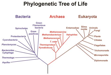 BEACON Researchers at Work: Testing Phylogenetic Inference with ...