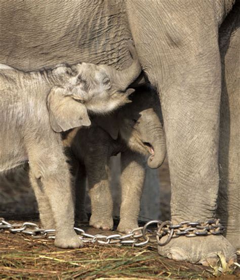 Cute Elephant Twins | Cute Pictures & Videos - Geniusbeauty