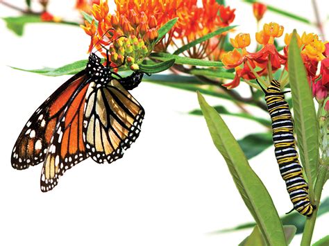 How to Make a Monarch Butterfly Habitat