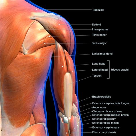 Tricep Guide: Location, Functions, And Workouts