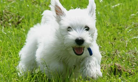 Cairn Terrier - Puppies, Rescue, Pictures, Information, Temperament ...