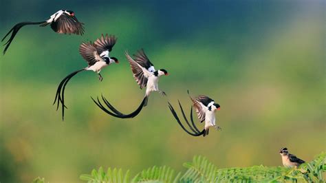 photography, Animals, Birds, Flying, Nature, Depth of field, Ferns ...