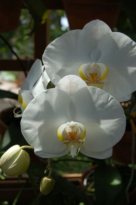 Atlanta Botanical Garden - orchids | White flowers garden, White flower ...