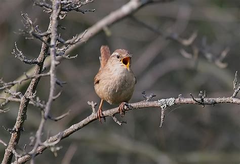 Jenny Wren | BirdForum