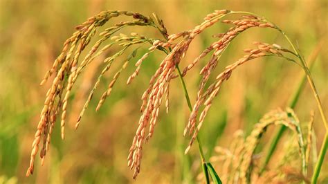 Growing Rice in Buckets at Home