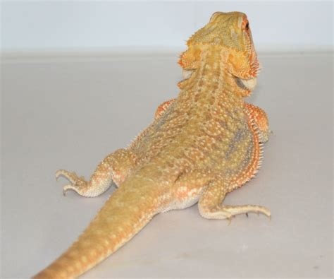 15 Awesome Bearded Dragon Morphs (With Pictures): Species Guide