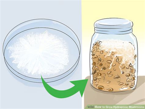 How to Grow Hydroponic Mushrooms: 14 Steps (with Pictures)