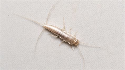 Silverfish Infestation - Florida Association News Blog